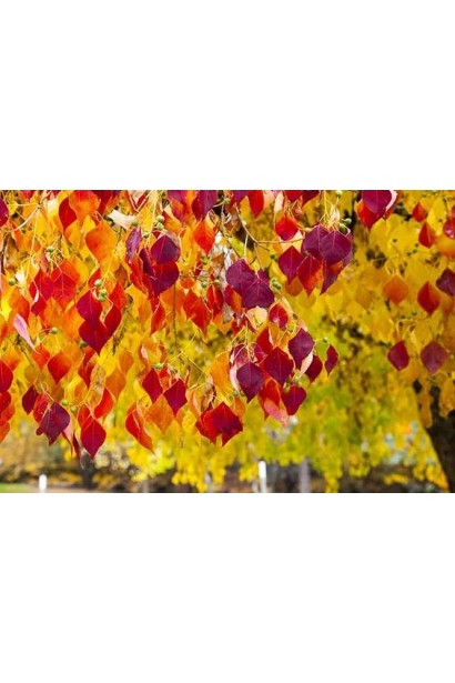 Церцис канадський Форест Пансі з пурпурними листями